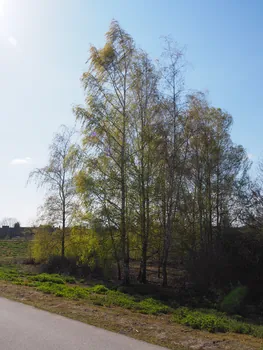 Kalkense Meersen (België)